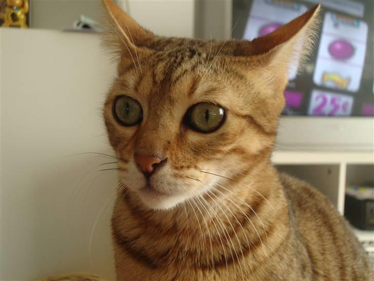 Bengal Tila billede 10