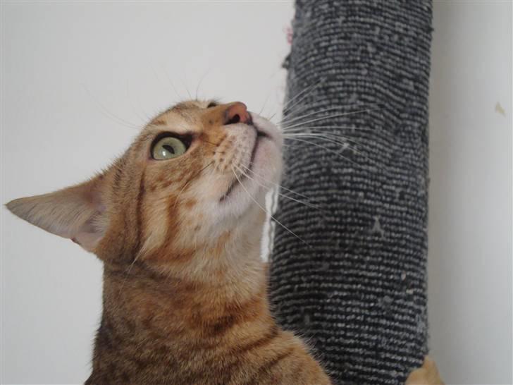 Bengal Tila billede 11