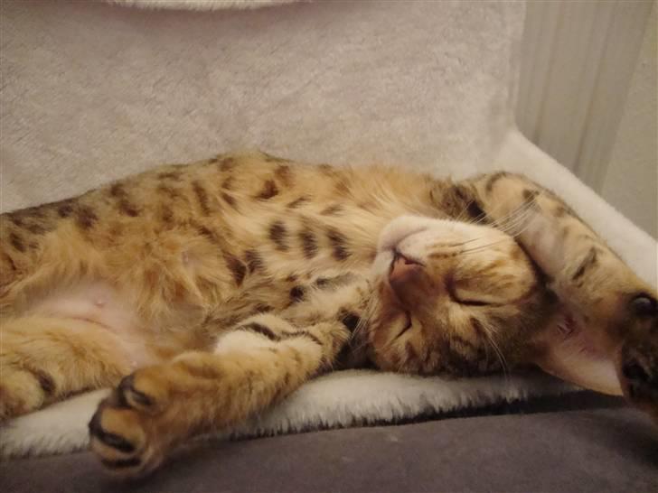 Bengal Tila billede 12