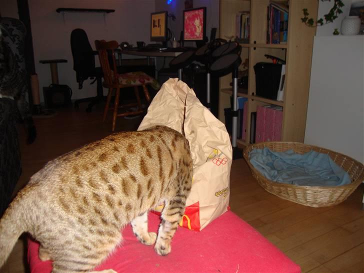 Bengal Tila billede 13