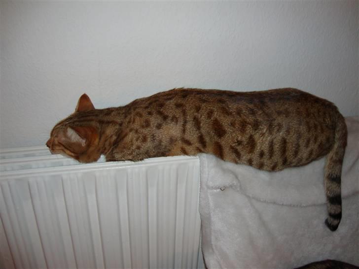 Bengal Tila billede 14