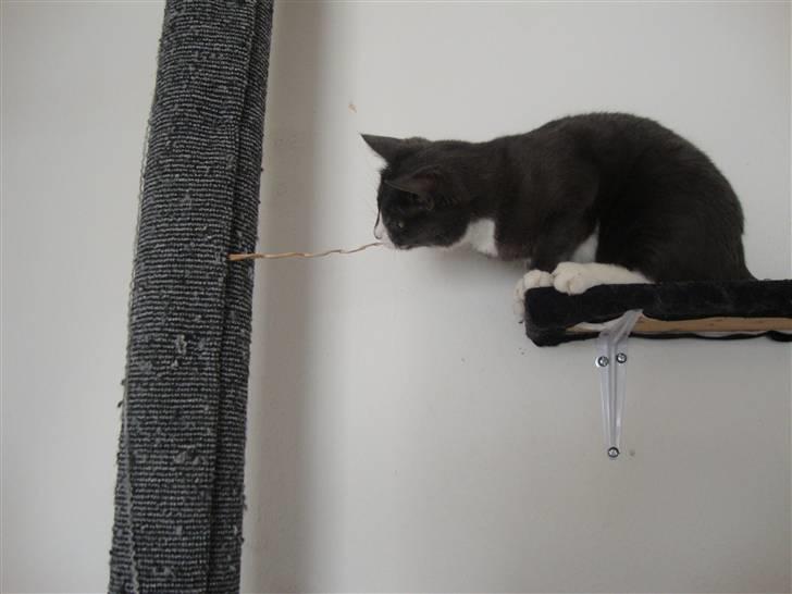 Huskat Pjevs billede 10