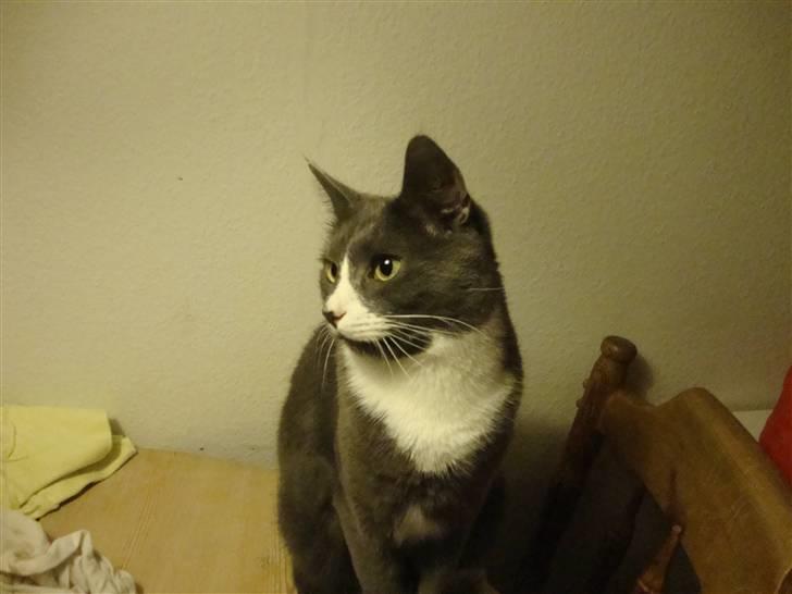 Huskat Pjevs billede 11