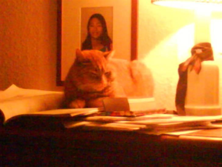 Huskat Pino - hygge på komoden  billede 8