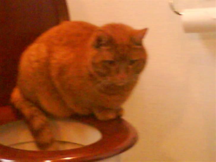 Huskat Pino - det elskede toilet ! billede 9