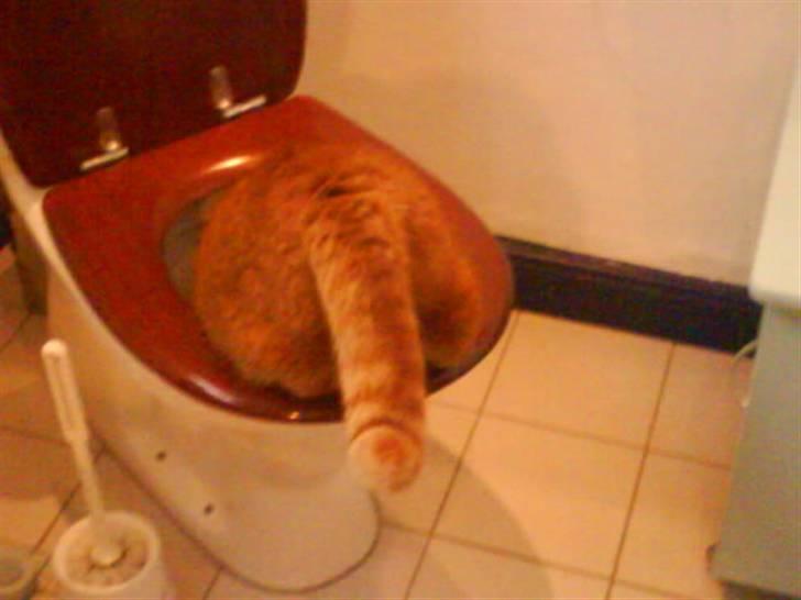 Huskat Pino - det elskede toilet ! når der skulle drikkes billede 10