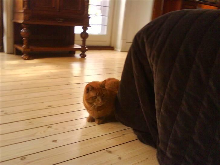 Huskat Pino - at ligge bag sengen kan ogs være lykken billede 11