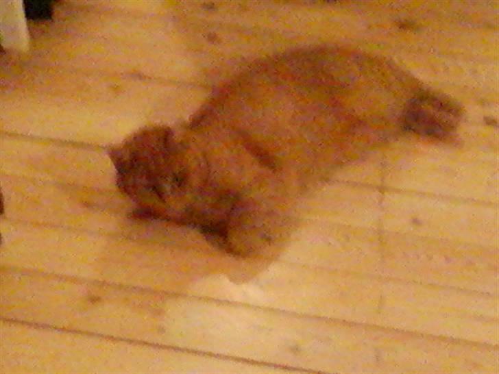 Huskat Pino - når man trenger til at sove så trenger man ogs billede 12