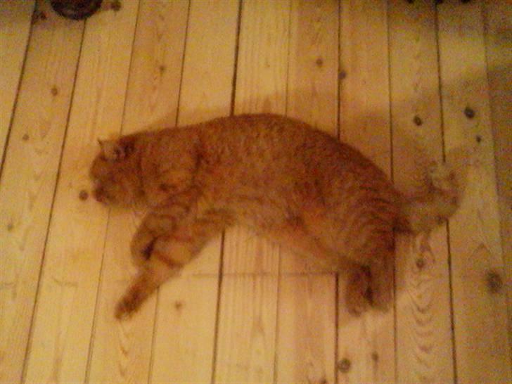 Huskat Pino - når man trenger til at sove så trenger man ogs ! virklig billede 13