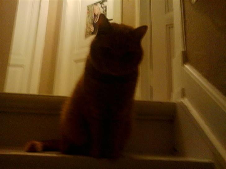 Huskat Pino - sidde på trappen kan ogs være hyggeligt billede 14