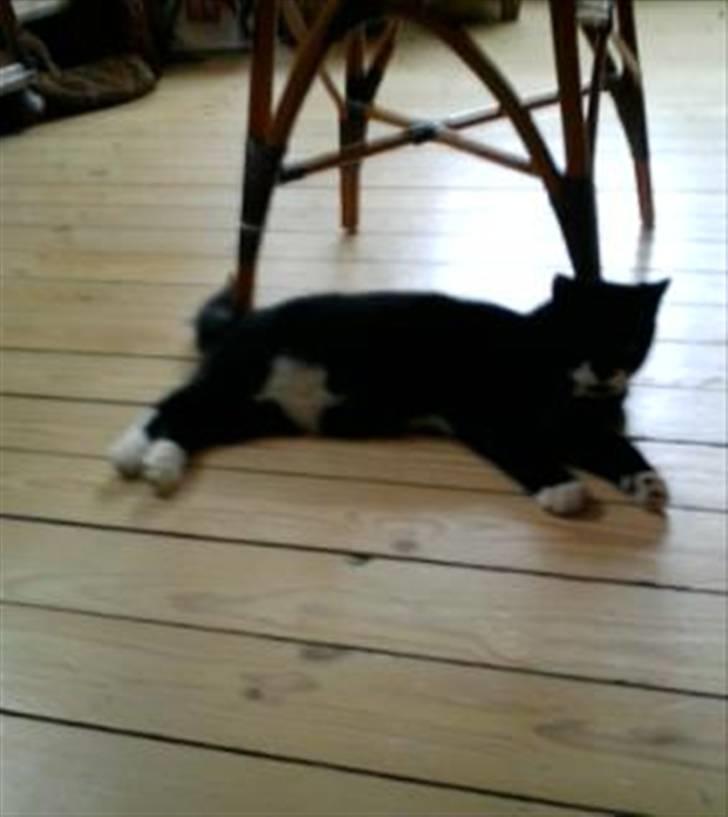 Huskat Sylvester (Pølle) - sylvester der ligger og halv sover på gulvet billede 12