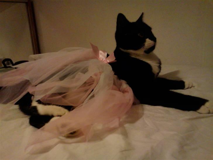 Huskat Sylvester (Pølle) - SYLLE ¨som ballerina billede 14