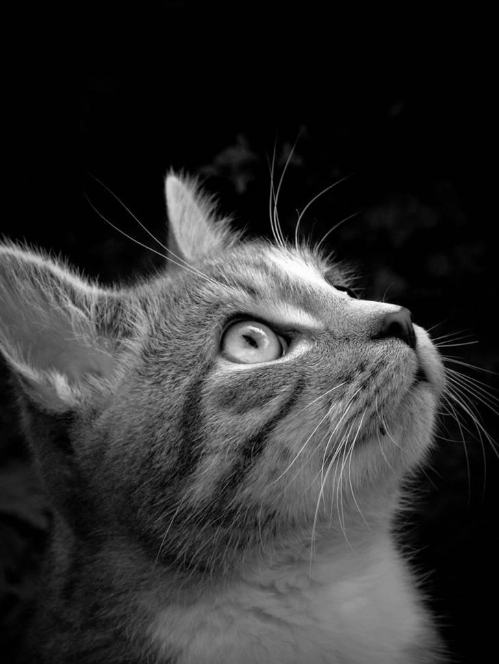 Huskat Chili<3 billede 2