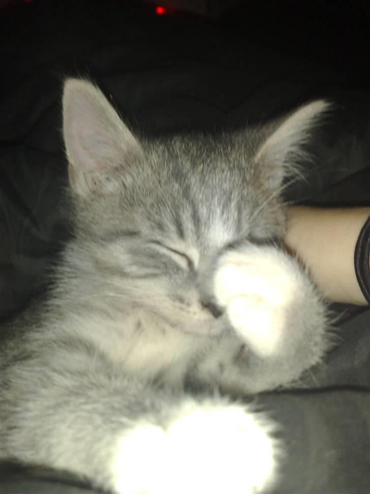 Huskat Chili<3 billede 3