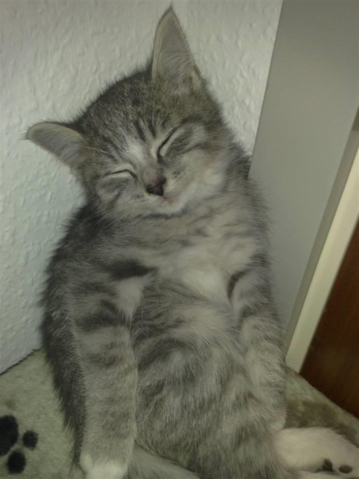 Huskat Chili<3 billede 4