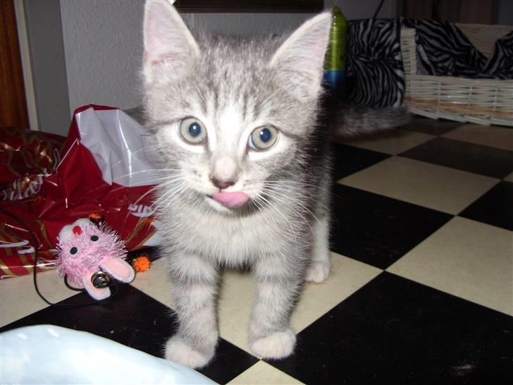 Huskat Chili<3 billede 5