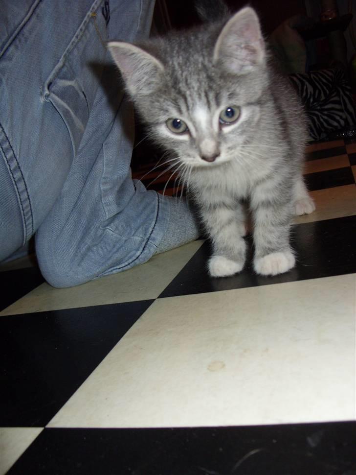 Huskat Chili<3 billede 6