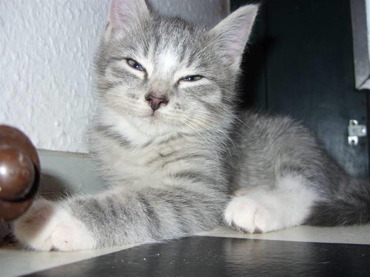 Huskat Chili<3 billede 7