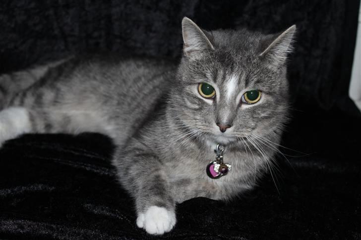 Huskat Chili<3 billede 8