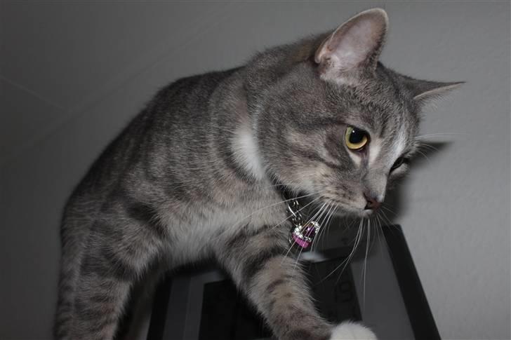 Huskat Chili<3 billede 9