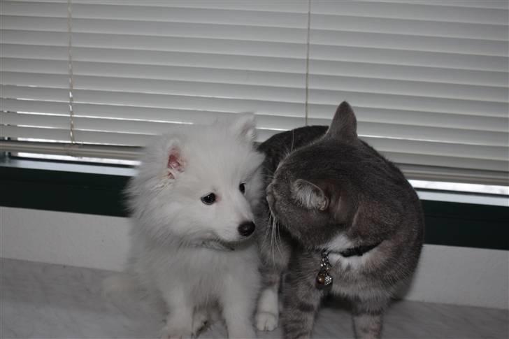 Huskat Chili<3 billede 10