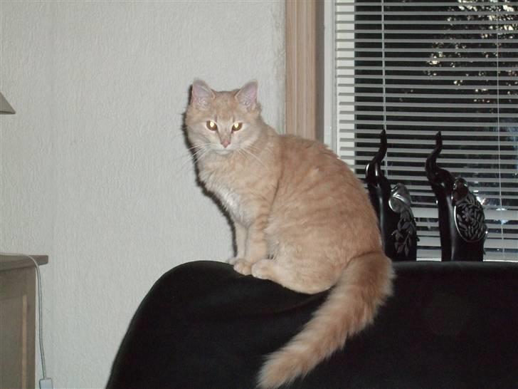 Blanding af racer Åge - Åge ca 6 mdr gammel billede 1