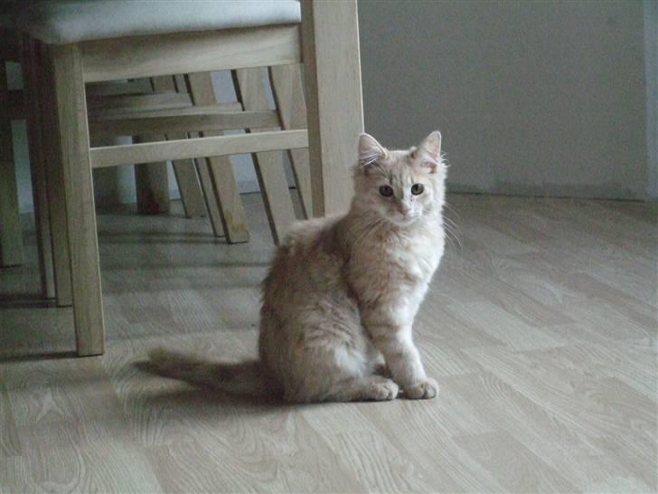 Blanding af racer Åge billede 2