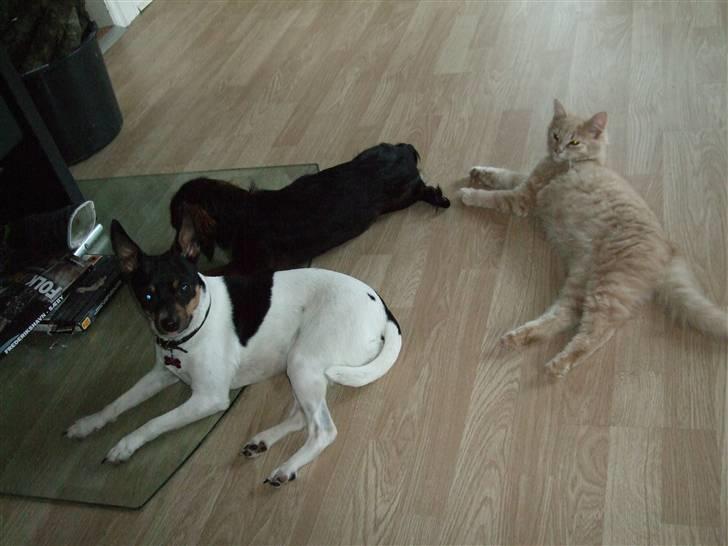 Blanding af racer Åge - Åge elsker at ligge foran den varme brænde ovn med husets øvrige dyr :) billede 3