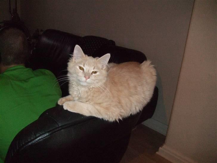 Blanding af racer Åge - Åge elsker at ligge på armlænet af "fars lænestol" :) billede 4