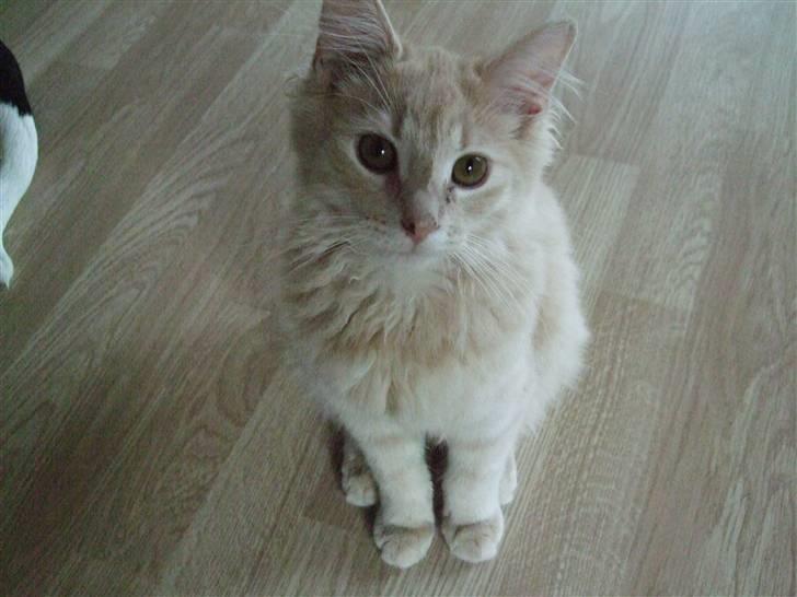 Blanding af racer Åge billede 5