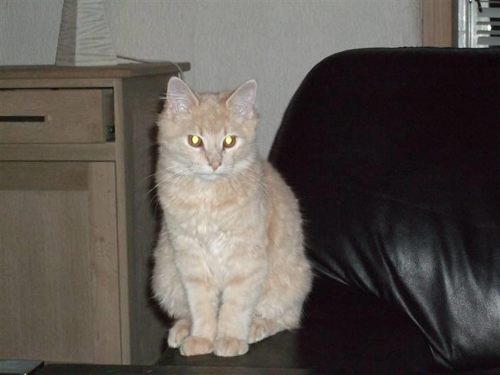 Blanding af racer Åge billede 6