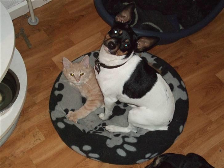 Blanding af racer Åge - åge ligger og spinder mens han ligger i hundenenes kurv :) billede 7