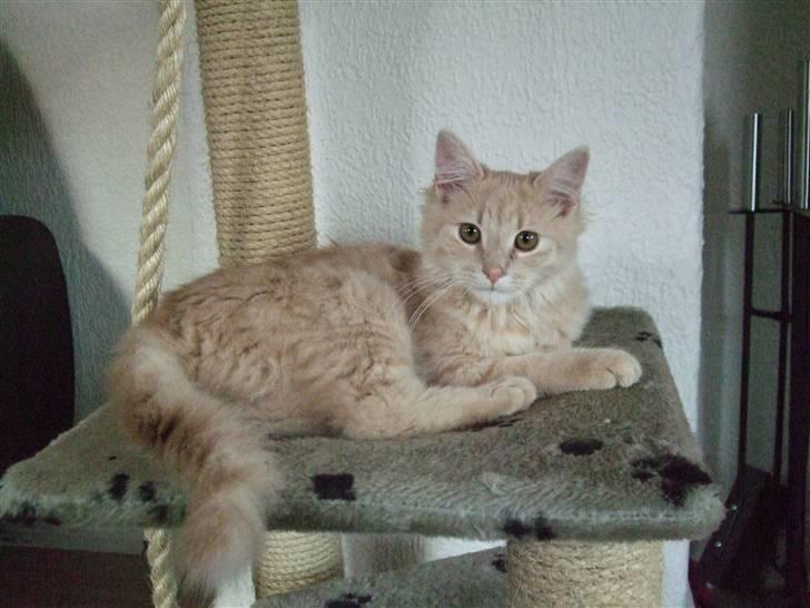 Blanding af racer Åge billede 8