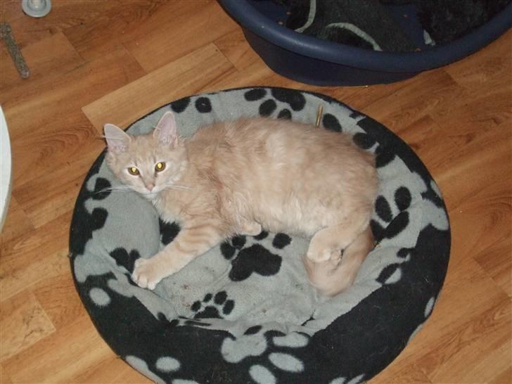 Blanding af racer Åge billede 9