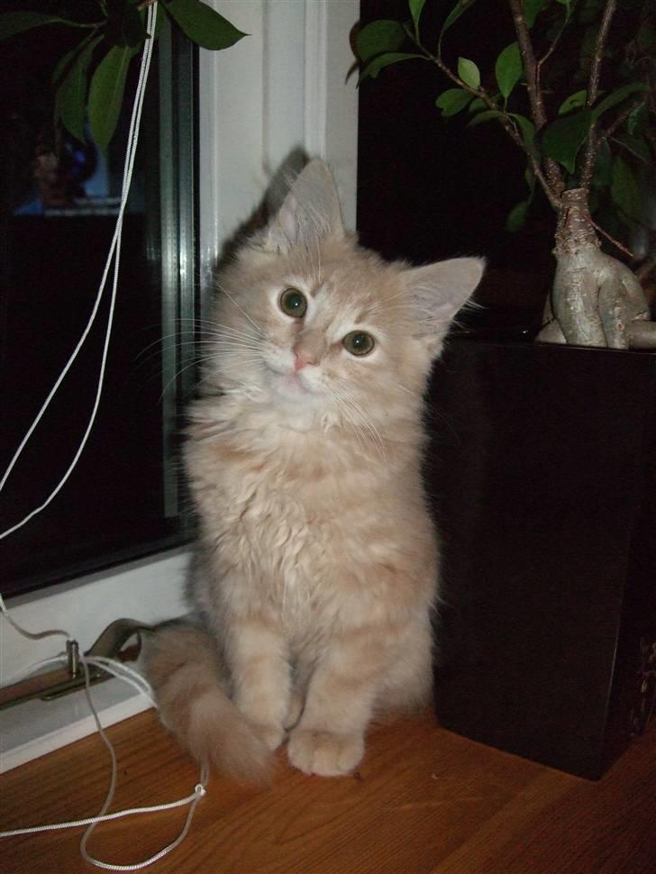 Blanding af racer Åge - her er åge ca 3 måneder gammel :) billede 10