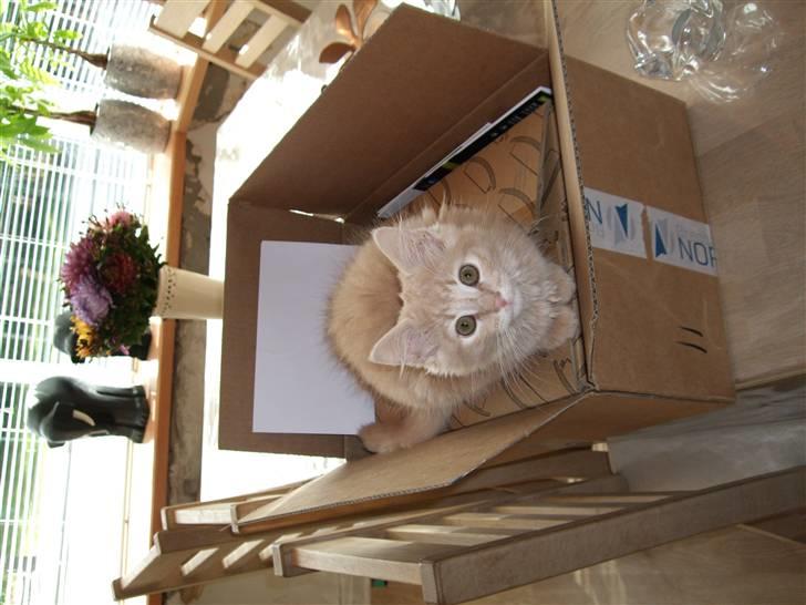 Blanding af racer Åge billede 11