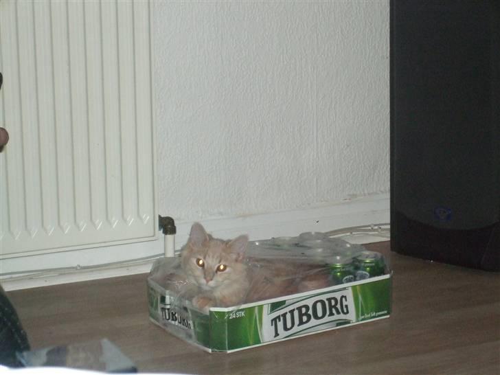 Blanding af racer Åge - åge skal undersøge alt, og her gik det lige ud over en ramme øl :) billede 12