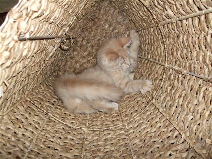 Blanding af racer Åge - åge leger i vasketøjskurven :) billede 13