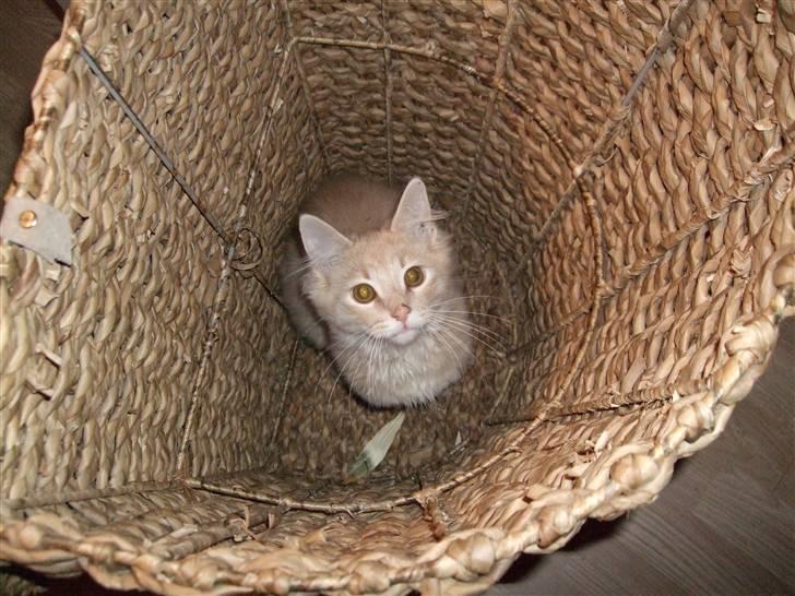 Blanding af racer Åge billede 14