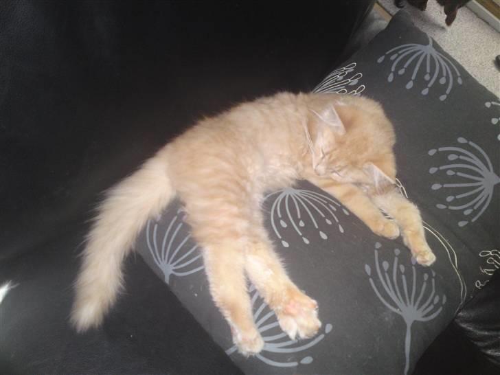 Blanding af racer Åge billede 15