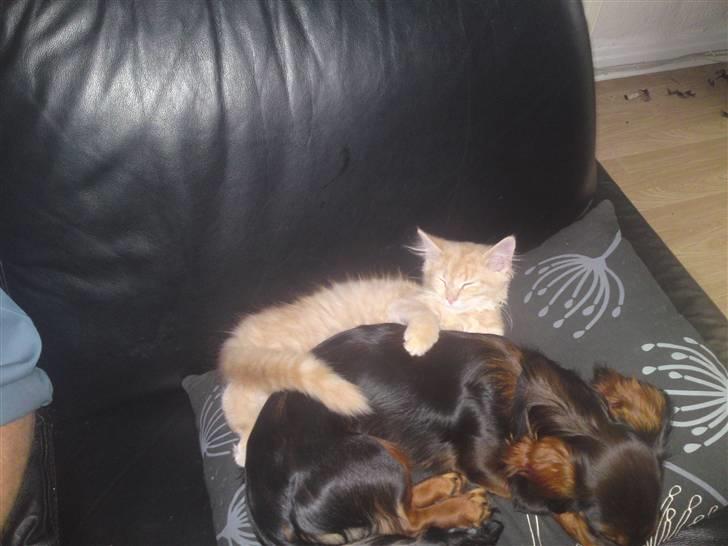 Blanding af racer Åge billede 16