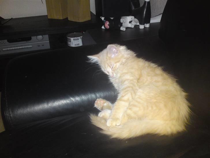 Blanding af racer Åge billede 17