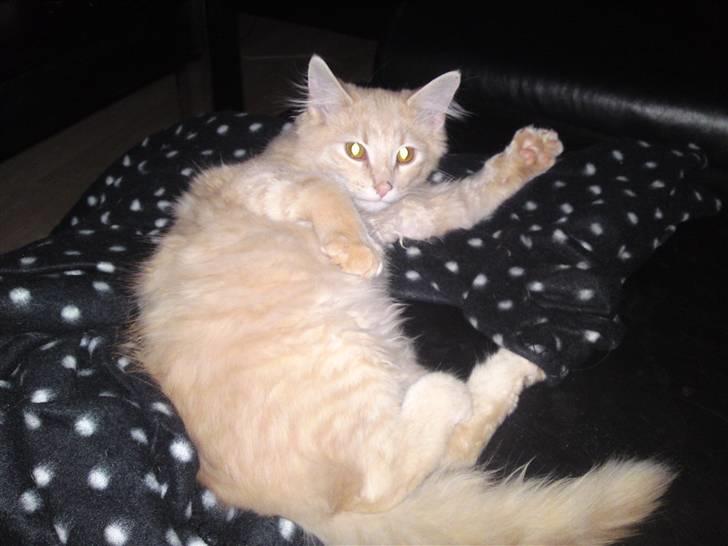 Blanding af racer Åge billede 18