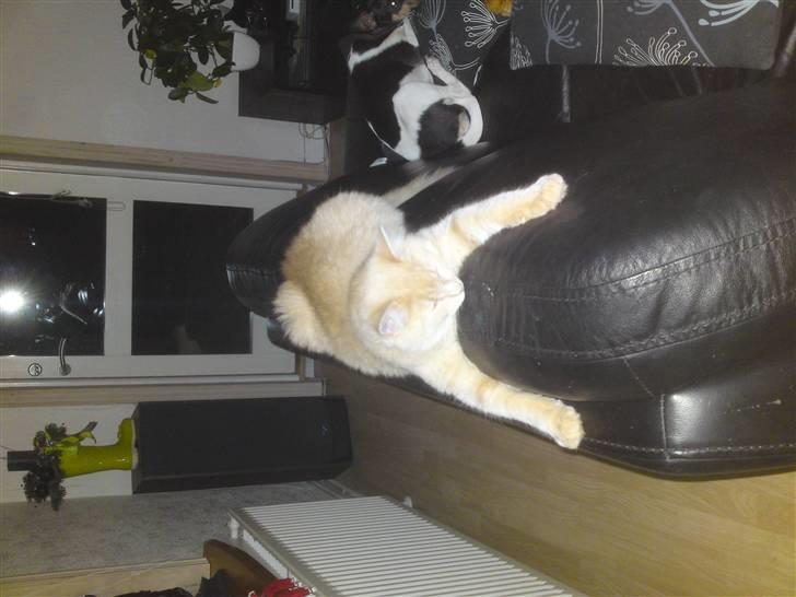 Blanding af racer Åge - åge er gået kold på sofaen :) billede 19