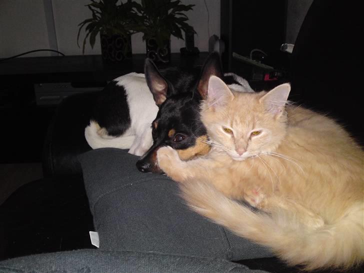 Blanding af racer Åge billede 20