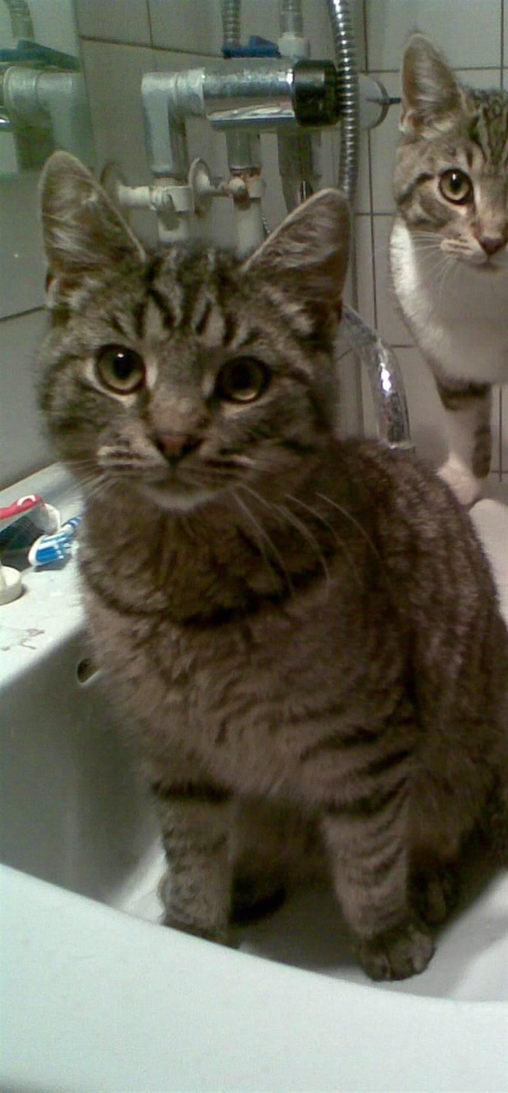 Huskat Valde R.I.P billede 1