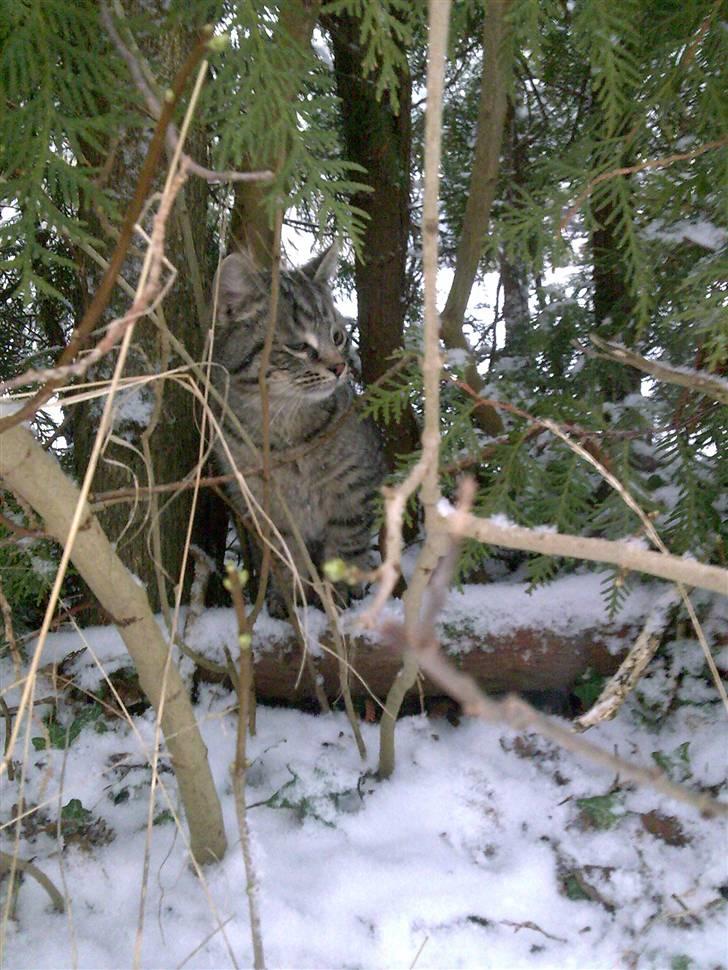 Huskat Valde R.I.P - første gang i sne! billede 3