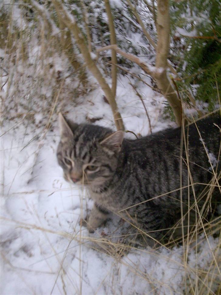 Huskat Valde R.I.P - første gang i sne! billede 4