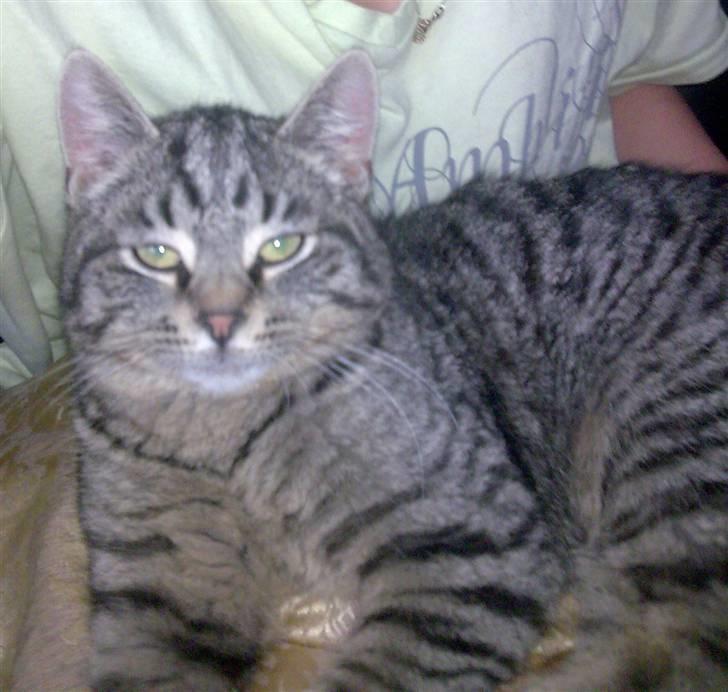 Huskat Valde R.I.P billede 6