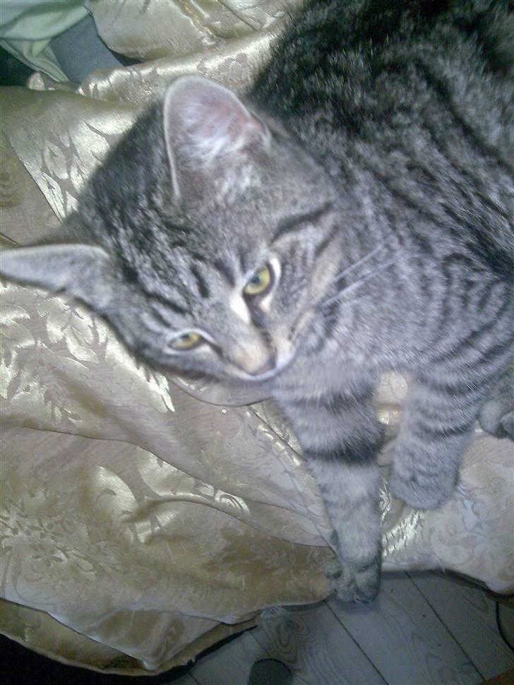 Huskat Valde R.I.P billede 7